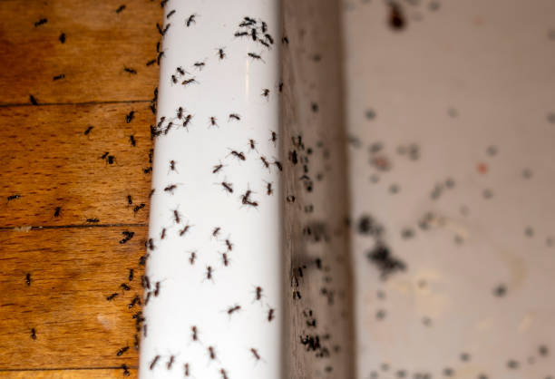 Best Mosquito Control Services  in Portage, PA