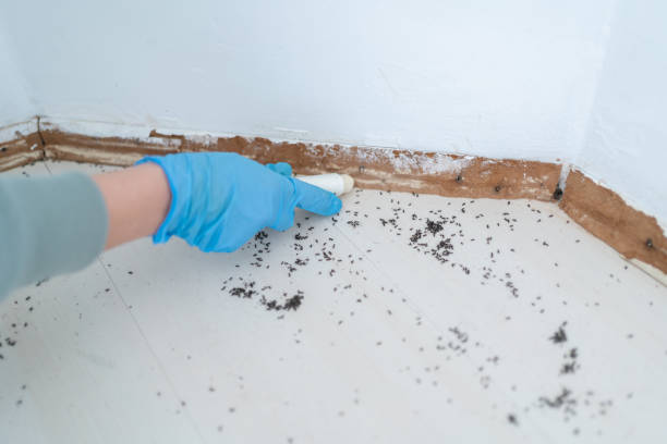 Best Flea Control Services  in Portage, PA